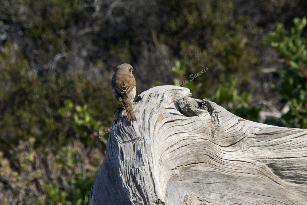 Red-backed Shrike, Vai, Crete, Greece